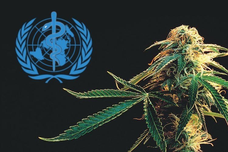 who-cannabis-approved.jpg