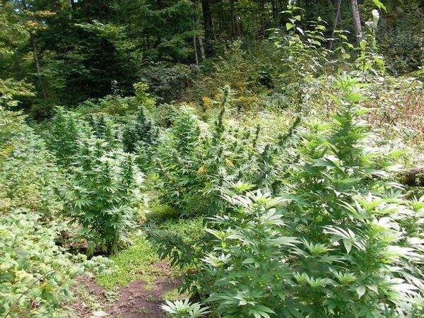 Выращивание конопли в аутдоре есть ли на бали марихуана