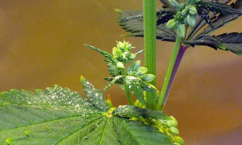 мужские женские растения марихуаны