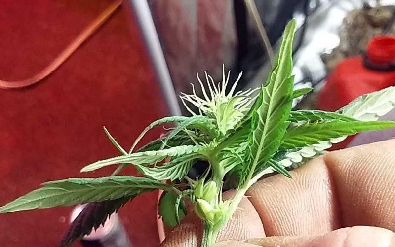 стадия цветения марихуаны