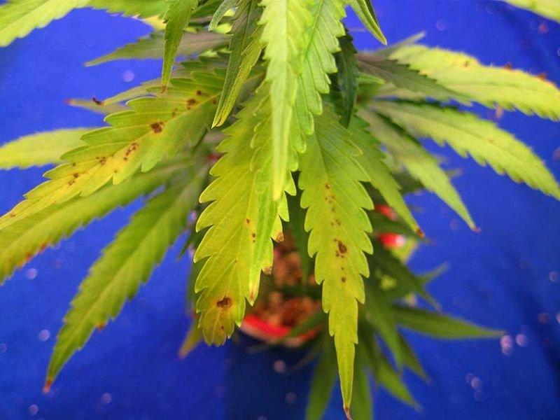 Марихуана стадия цветения сколько в пакете марихуаны грамм
