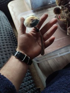 1.thumb.jpg.74018f0bf3c9d2223e49195b4614f16b.jpg