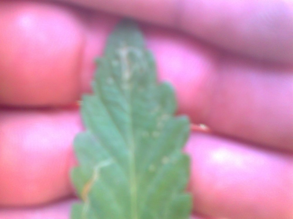1381821111_0071.thumb.jpg.cb77ee1c18a08a91a60b0f10eeee55c3.jpg