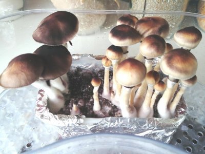 2020.05.20_0002.jpg