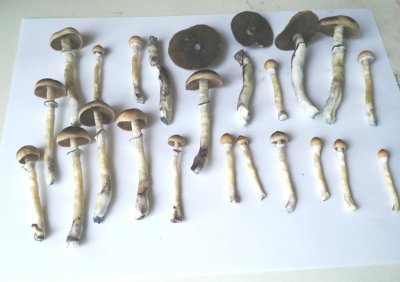 2020.05.20_0006.jpg