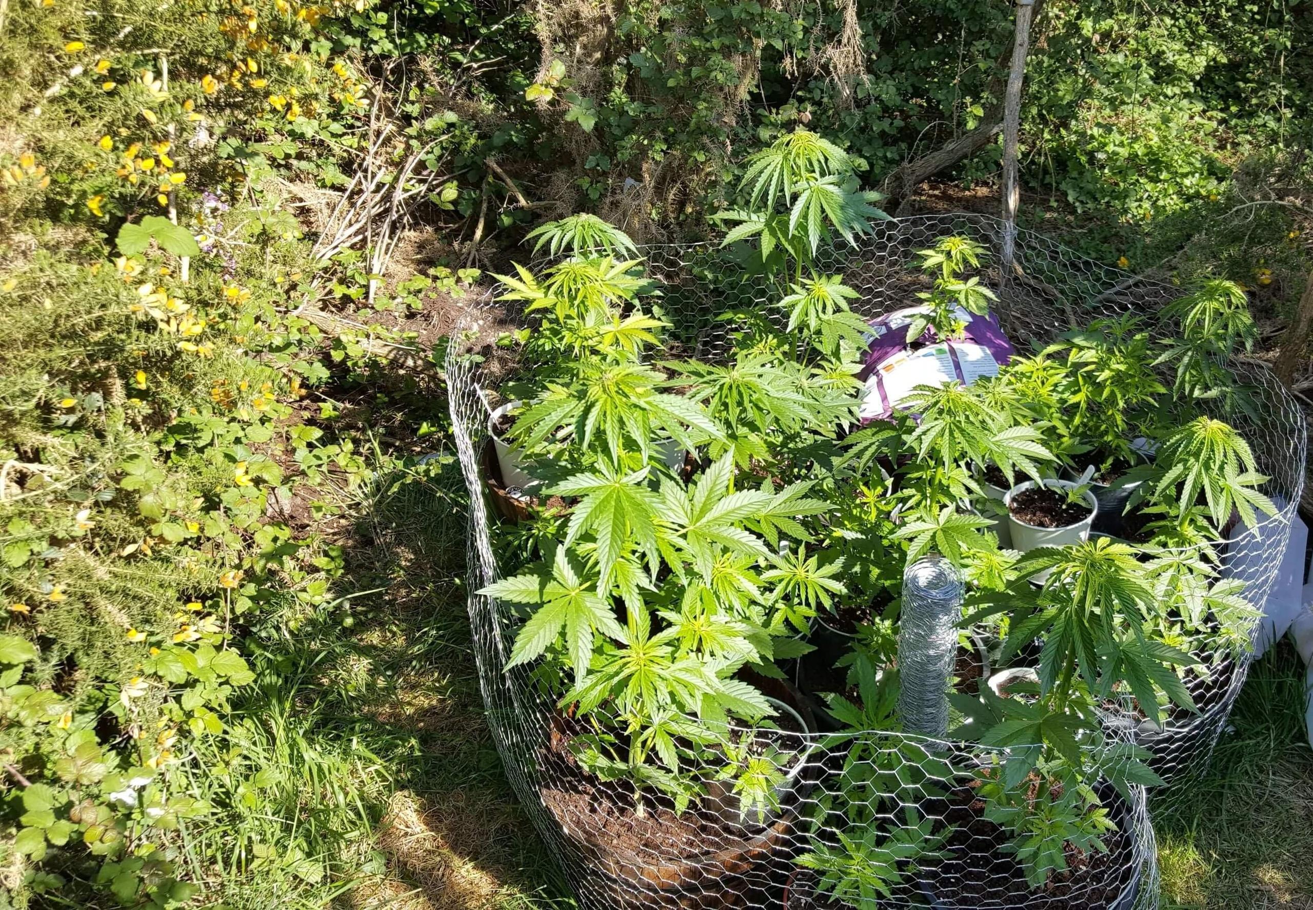 Как выращивать коноплю в когда подрезать марихуану