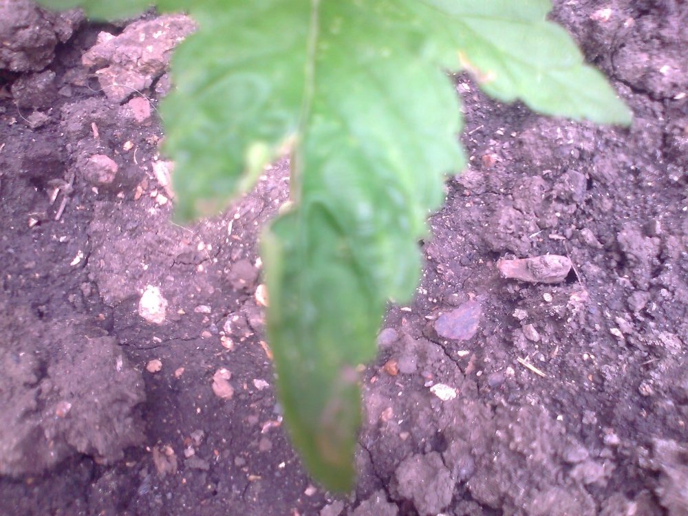 2135897840_0068.thumb.jpg.e3adf208b55436a272b01dac97d1eba7.jpg