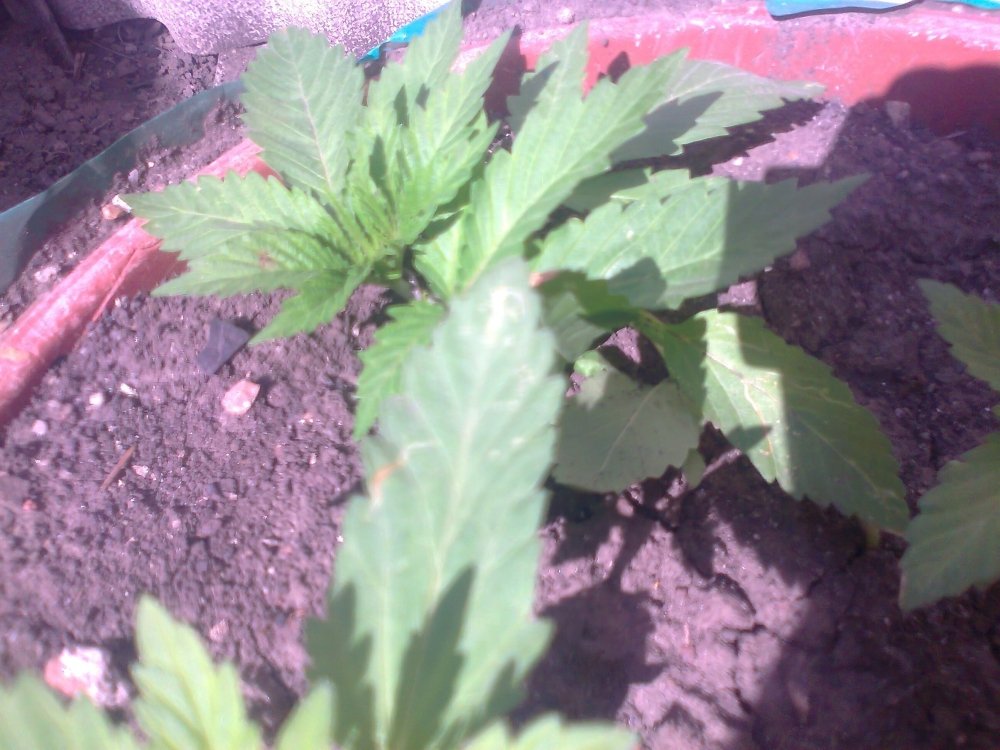 417675996_0070.thumb.jpg.736adc09f7f0dbb7c16d8e77734aeb06.jpg