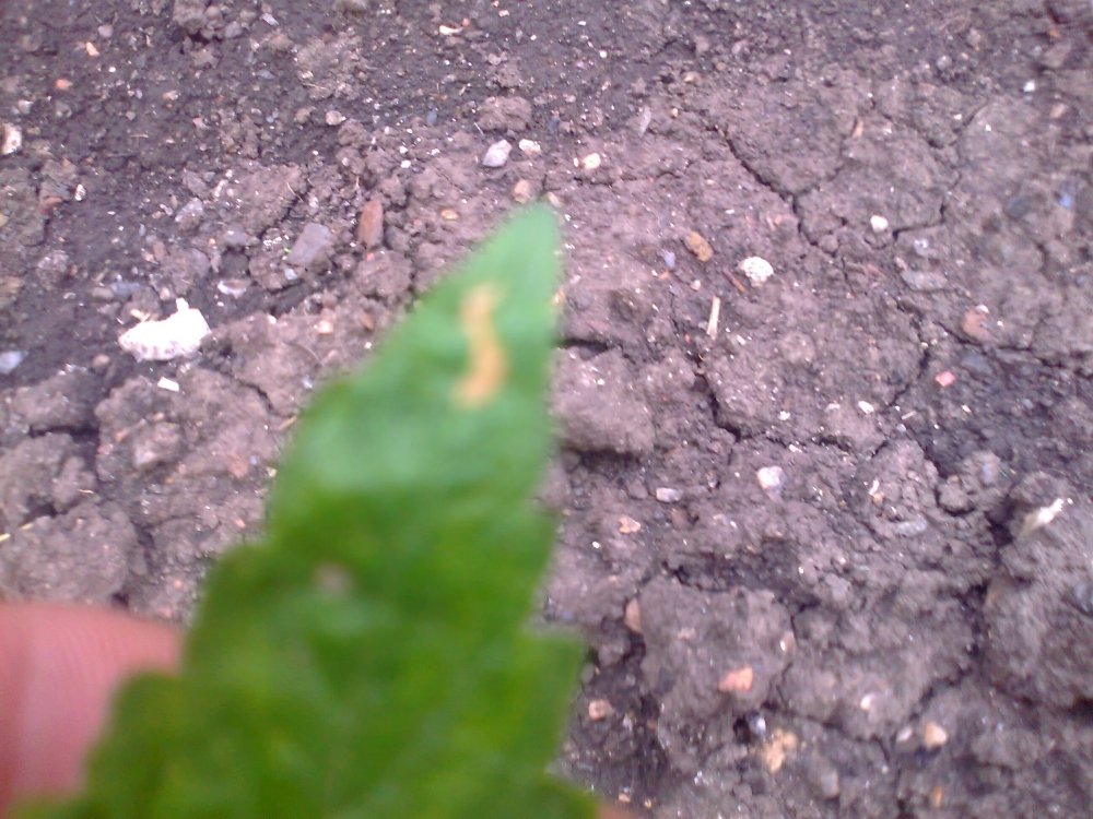 418025337_0069.thumb.jpg.00079c3b506cb3825832ff4f06881149.jpg