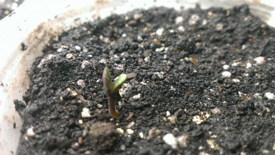 IMAG2716.thumb.jpg.a6d4059040054b46e43a53f78869852a.jpg