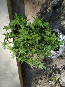 IMG_20200525_102825.jpg