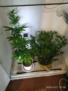 IMG_20200527_122434.jpg