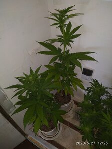IMG_20200527_122519.jpg