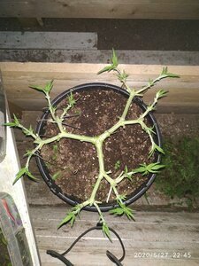 IMG_20200527_224504.jpg