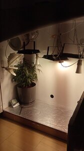 IMG_20200528_160540_532.jpg