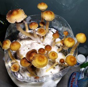IMG_20200528_201314.jpg