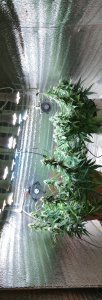 IMG_20200530_215052.jpg