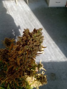 IMG_20200531_082253.jpg