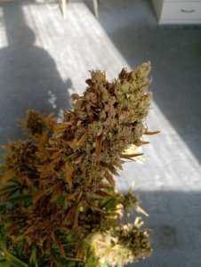 IMG_20200531_082256.jpg