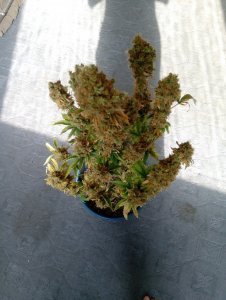 IMG_20200531_082941.jpg