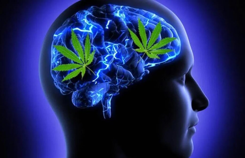 cannabis-brain-teen(1).jpg