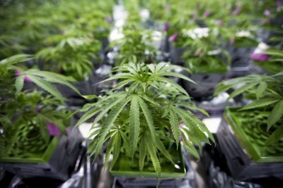 cannabis-coronavirus-shield.jpg