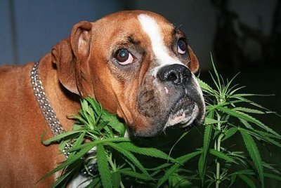 cannabis-dogs-poo(1).jpg