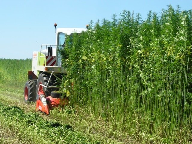 cannabis-grow-russia.jpg