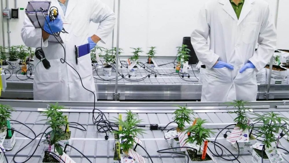 cannabis-produce-antigen(1).jpg