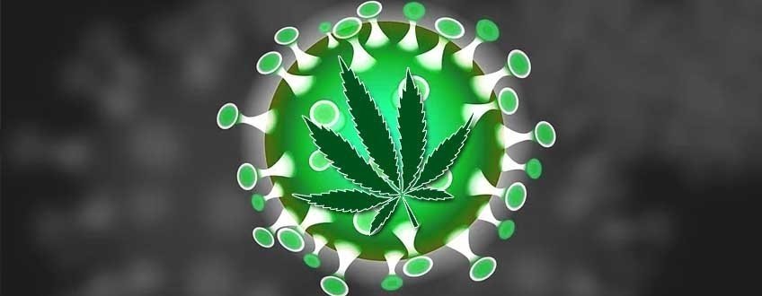 cannabis-protects-coronavirus.jpg