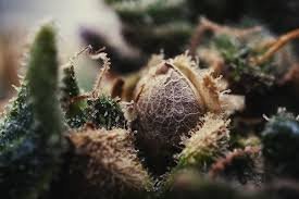 cannabis-seeds-grow(1).jpg