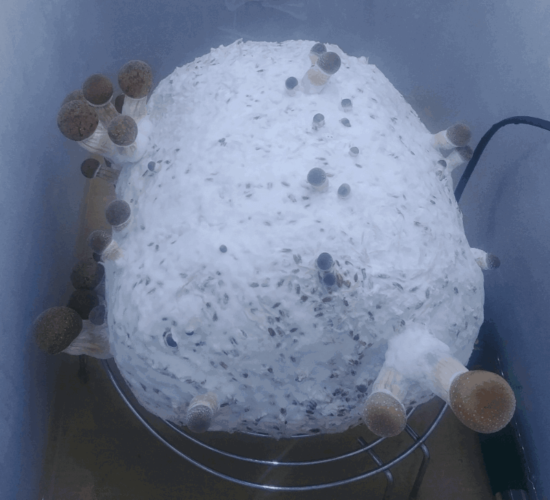 gribki.thumb.gif.5be618477896473eb2b40dd51510a39e.gif