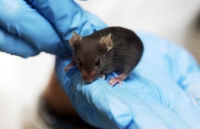 hemp-mice-pain.jpg