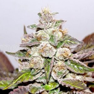 mendocino-purple-kush.jpg
