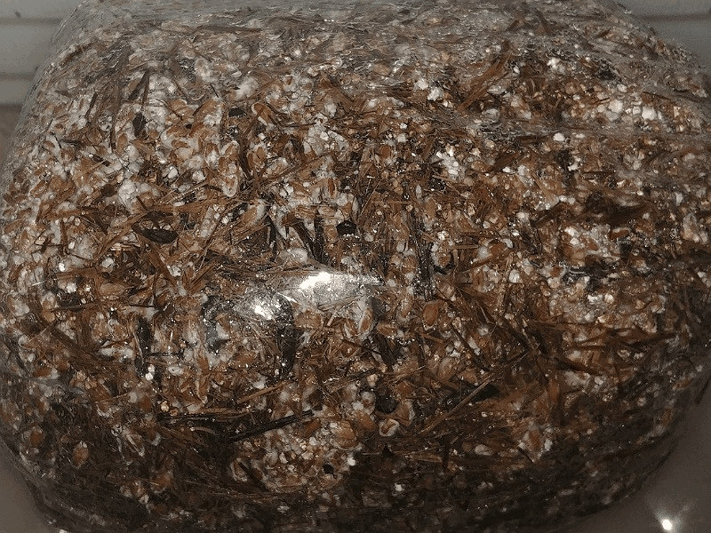 myceliumus.thumb.gif.40d27af716cc24a23d31223ceed28138.gif
