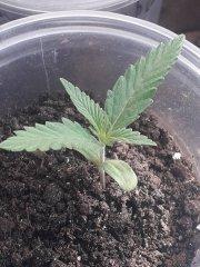 UNKNOWN KUSH EARLY VERSION(delicious seeds).