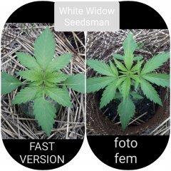 White Widow(Seedsma
