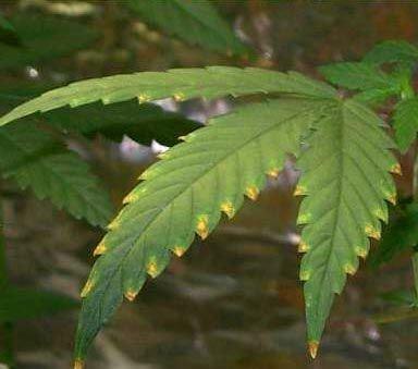 Признаки перелива марихуана как растут конопли