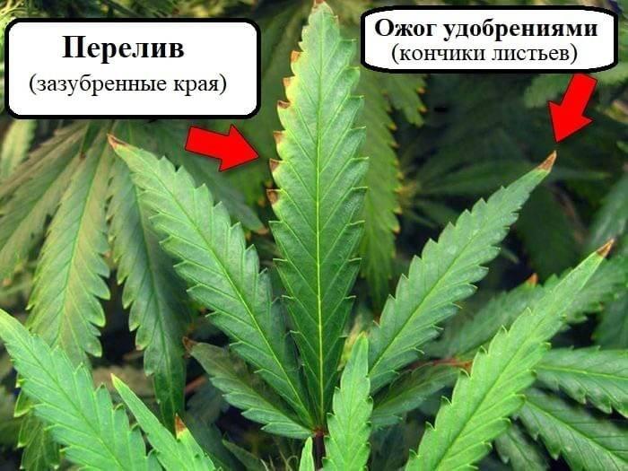 таблица листьев марихуаны