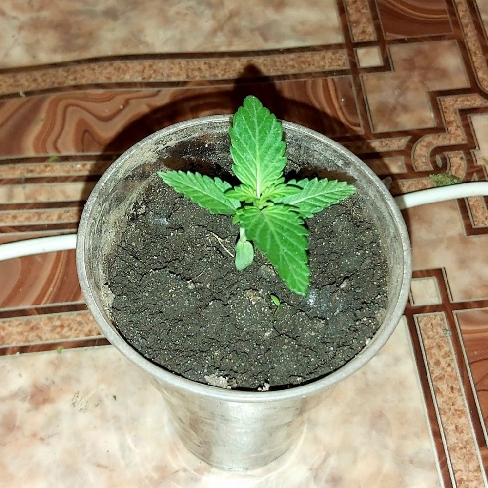 04.06.jpg