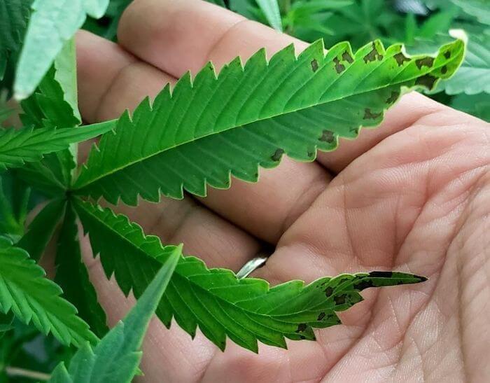 Признаки перелива марихуана семя льна и конопля