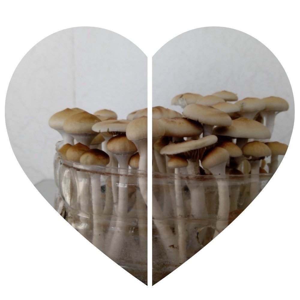 MyCollages (2).jpg