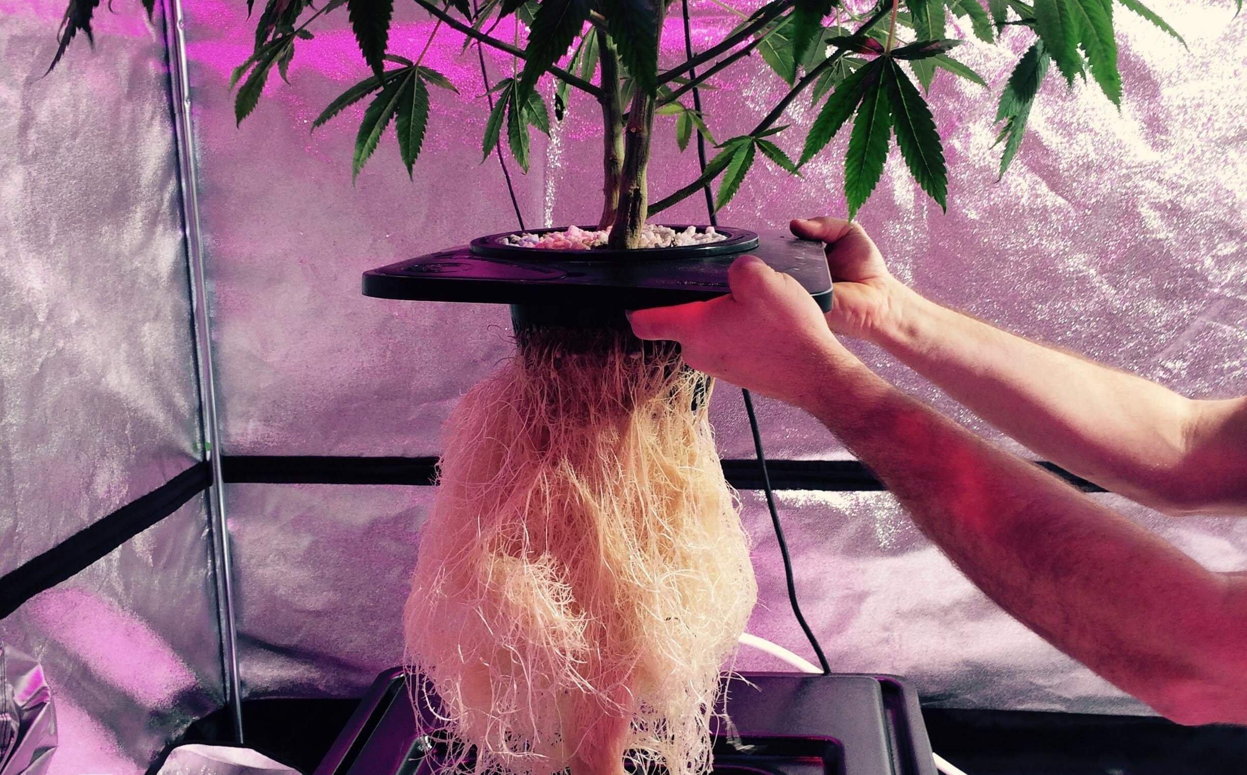 выращивание марихуаны на гидропонике