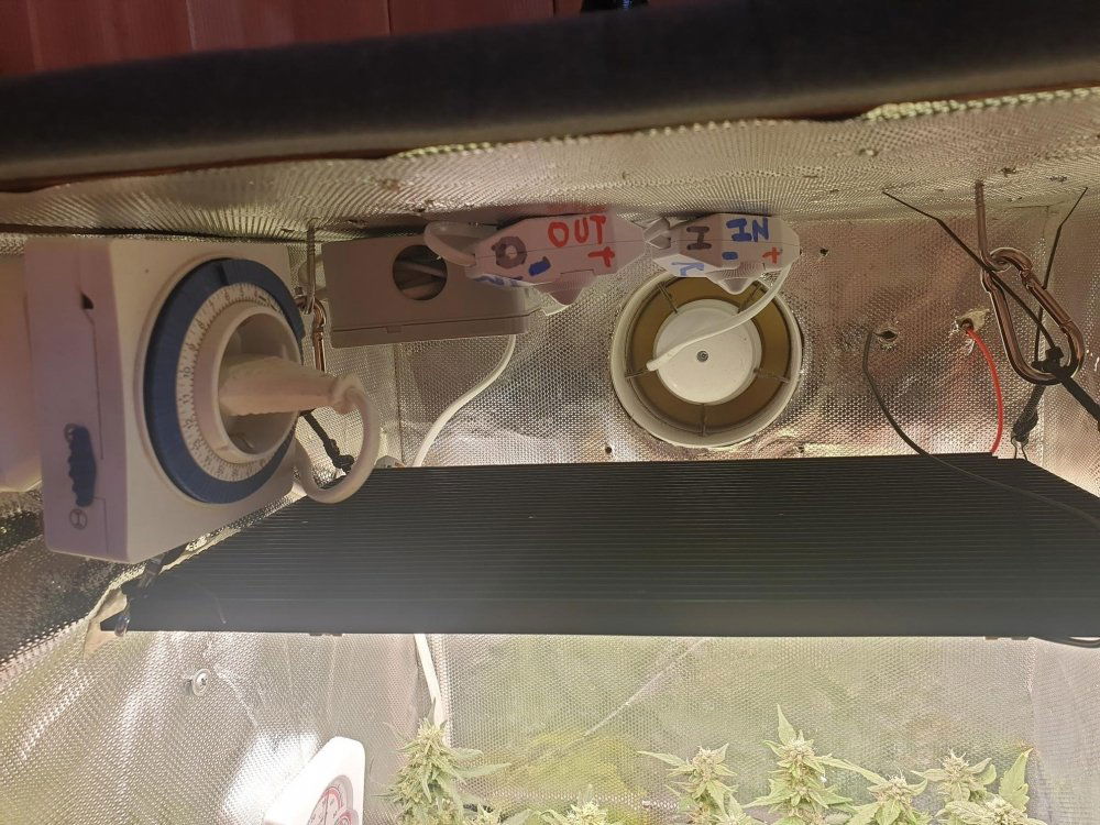 20200619_191455.thumb.jpg.d5bbfce920fb1aba32dc05a38248acc8.jpg