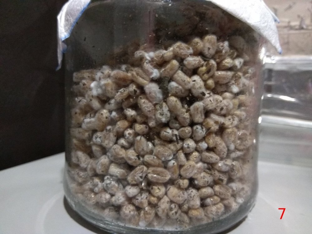 77.thumb.jpg.16be1afdf4e0dd9a25d583cc07b30942.jpg