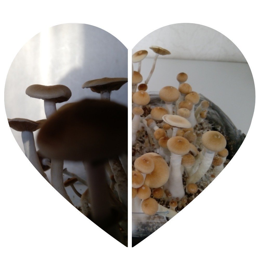 MyCollages (1).jpg