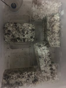 A0F23025-C262-42DB-B4E2-8035CA4B4823.thumb.jpeg.5400d5d7eb2e1e1b5add5099e7e1e300.jpeg