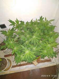 IMG_20200604_210501.jpg