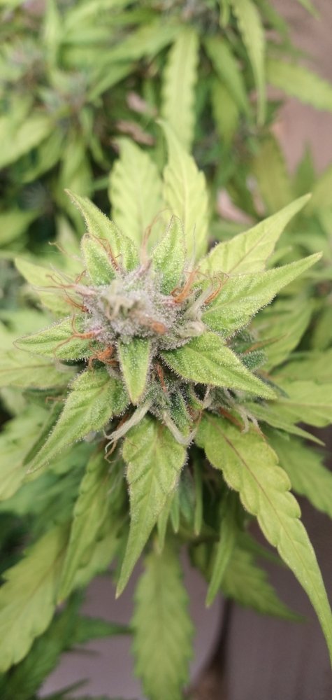 IMG_20200613_195522.jpg