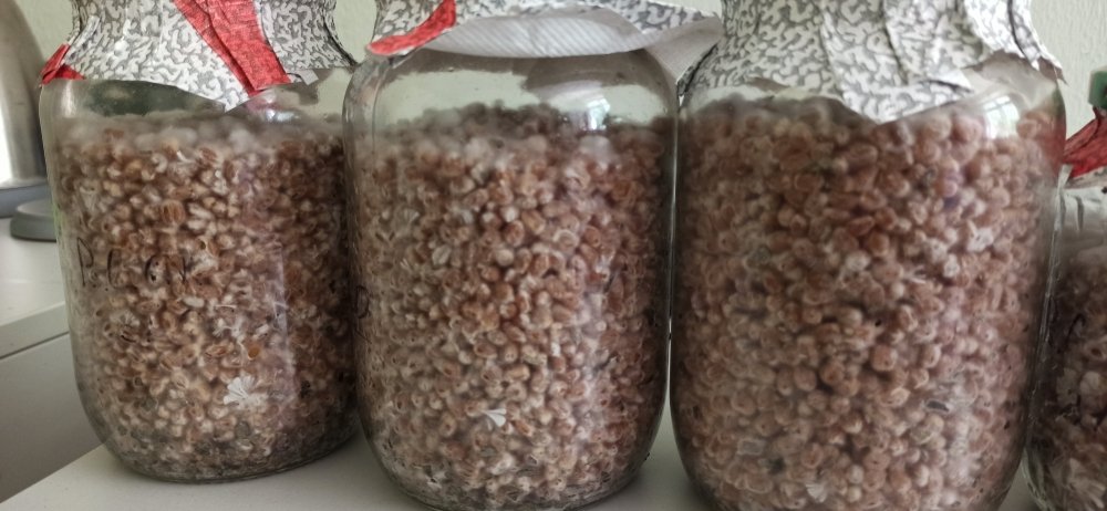 IMG_20200616_121551.thumb.jpg.5584370ba9cb3c8b2709dacf487c32d5.jpg